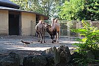 Foto Vacanza Roma - Zoo Roma_623
