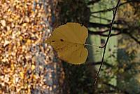 Foto Autunno 50mm Autunno_50mm_034