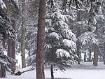 Foto Bedonia 2004 Bedonia sotto la neve 2005 009