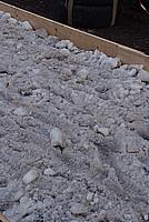 Foto Carnevale Borgotarese 2010 - Coppa del Sabione/ Coppa_Sabione_2010_073