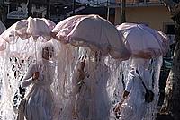 Foto Carnevale Borgotarese 2011/ Carnevale_2011_Borgotaro_315