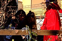 Foto Carnevale in piazza 2012 Carnevale_Bedonia_2012_0511