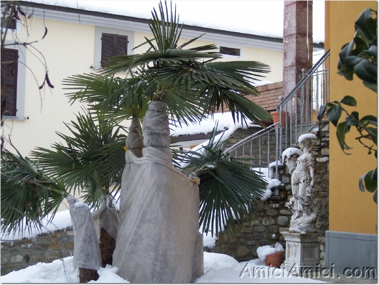 Compiano sotto la neve 35 257 KB
