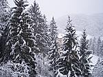 Foto Compiano 2004 Compiano sotto la neve 2005 21