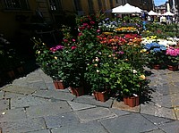 Foto Festa dei Fiori 2013 - Parma/ Parma_Fiori_2013_002