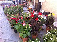 Foto Festa dei Fiori 2013 - Parma/ Parma_Fiori_2013_011