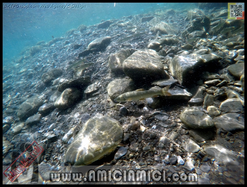 Fiume_Taro_011 - Fiume Taro 2015 - 557 KB
