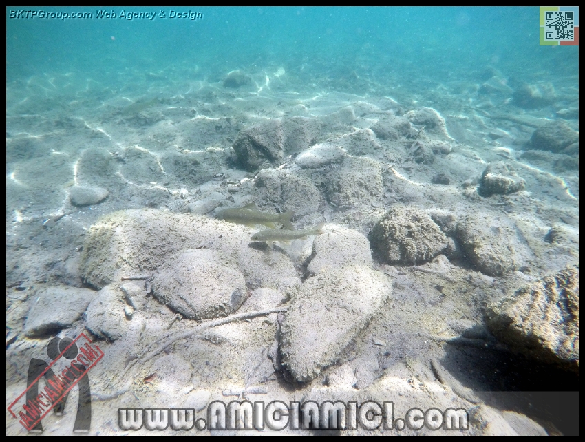 Fiume_Taro_019 - Fiume Taro 2015 - 516 KB