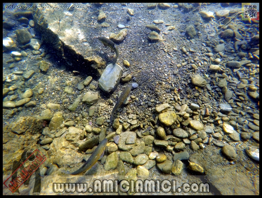 Fiume_Taro_087 - Fiume Taro 2015 - 684 KB