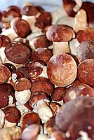 Foto Fungo Porcino in Olio/ Porcino_in_Olio_004