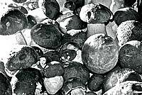 Foto Fungo Porcino in Olio/ Porcino_in_Olio_005