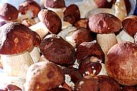 Foto Fungo Porcino in Olio/ Porcino_in_Olio_007