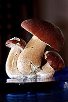 Foto Fungo Porcino in Olio/ Porcino_in_Olio_011