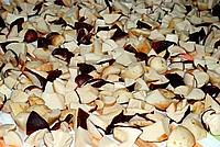 Foto Fungo Porcino in Olio/ Porcino_in_Olio_028