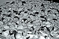 Foto Fungo Porcino in Olio/ Porcino_in_Olio_029