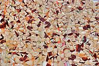 Foto Fungo Porcino in Olio/ Porcino_in_Olio_031