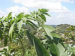 Foto Jamaica/ Jamaica_086