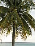 Foto Jamaica/ Jamaica_158
