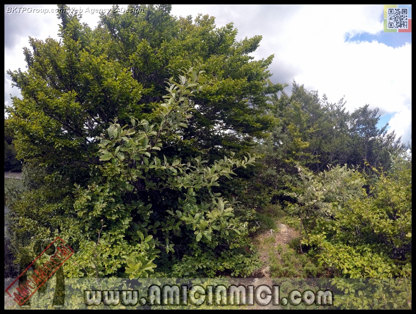 Lago_Bino_200 - Lago Bino - 625 KB