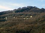 Foto Monte Pelpi Monte_Pelpi_040