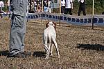 Foto Mostra Canina 2008 - Bedonia Mostra_Canina_2008_008