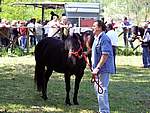 Mostra Cavallo Bardigiano 2007 004