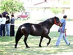 Mostra Cavallo Bardigiano 2007 006