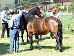 Mostra Cavallo Bardigiano 2007 007