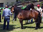 Mostra Cavallo Bardigiano 2007 008