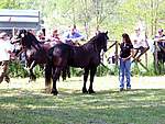 Mostra Cavallo Bardigiano 2007 009