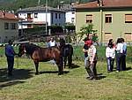 Mostra Cavallo Bardigiano 2007 010