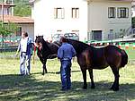 Foto Mostra Cavallo Bardigiano 2007 Mostra Cavallo Bardigiano 2007 013