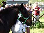 Foto Mostra Cavallo Bardigiano 2007 Mostra Cavallo Bardigiano 2007 014