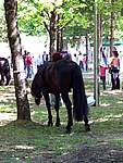 Foto Mostra Cavallo Bardigiano 2007 Mostra Cavallo Bardigiano 2007 022