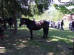 Foto Mostra Cavallo Bardigiano 2007 Mostra Cavallo Bardigiano 2007 026