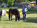 Foto Mostra Cavallo Bardigiano 2007 Mostra Cavallo Bardigiano 2007 029