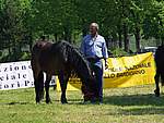 Foto Mostra Cavallo Bardigiano 2007 Mostra Cavallo Bardigiano 2007 030