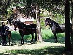 Foto Mostra Cavallo Bardigiano 2007 Mostra Cavallo Bardigiano 2007 036