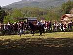 Foto Mostra Cavallo Bardigiano 2007 Mostra Cavallo Bardigiano 2007 043