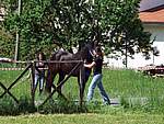 Foto Mostra Cavallo Bardigiano 2007 Mostra Cavallo Bardigiano 2007 044