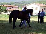 Foto Mostra Cavallo Bardigiano 2007 Mostra Cavallo Bardigiano 2007 046