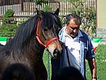 Foto Mostra Cavallo Bardigiano 2007 Mostra Cavallo Bardigiano 2007 048