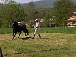 Foto Mostra Cavallo Bardigiano 2007 Mostra Cavallo Bardigiano 2007 051