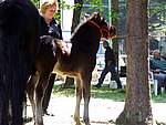 Foto Mostra Cavallo Bardigiano 2007 Mostra Cavallo Bardigiano 2007 060