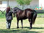 Mostra Cavallo Bardigiano 2007 068