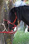 Foto Mostra Cavallo Bardigiano 2009 Cavallo_bardigiano_09_002