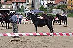 Foto Mostra Cavallo Bardigiano 2009 Cavallo_bardigiano_09_005