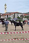 Foto Mostra Cavallo Bardigiano 2009 Cavallo_bardigiano_09_006