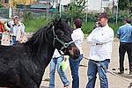 Foto Mostra Cavallo Bardigiano 2009 Cavallo_bardigiano_09_007