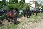 Foto Mostra Cavallo Bardigiano 2009 Cavallo_bardigiano_09_015